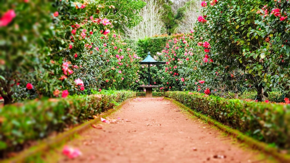 三鷹の朝、畝に立つ